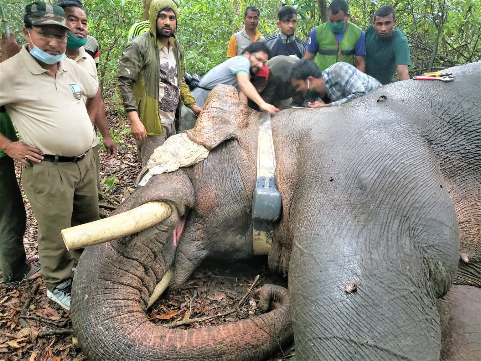 Dhruve Elephant Gets New Radio Collar 2 94253004 2904763029605897 5595383144397144064 o Dhruve Elephant Gets New Radio Collar