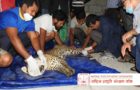 Rescued and Released a female leopard